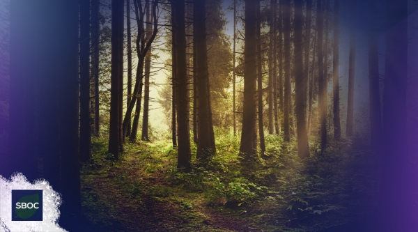 SBOC ir&aacute; neutralizar 100% do carbono emitido durante o Congresso